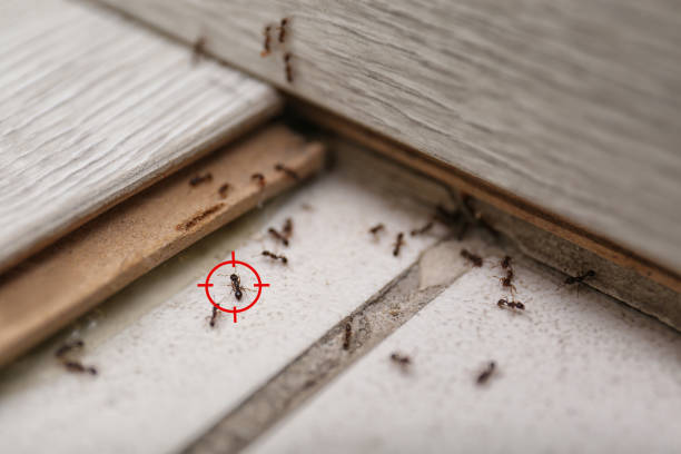 Best Pest Control Treatment  in Bangor Base, WA